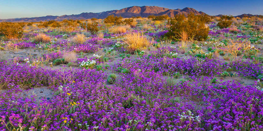 California Super Bloom Causes Millions of Migrating Painted Lady Butterflies to Fill the Sky